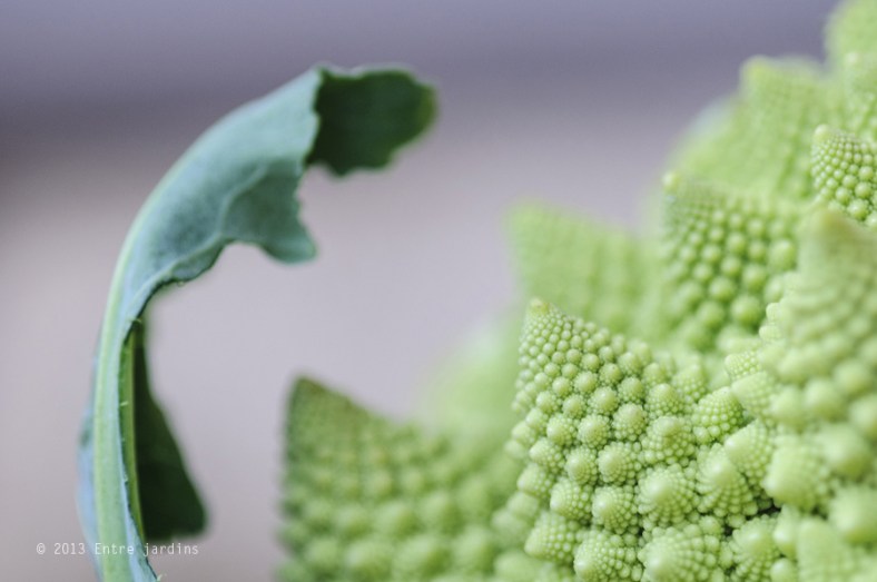 © 2013 Entre Jardins